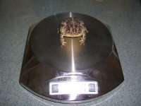 Mr. Toad 012sm.jpg