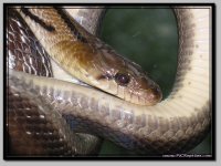 Trinketsnake.jpg