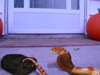 snakeortreat.JPG