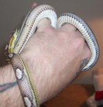 female_ventral.jpg