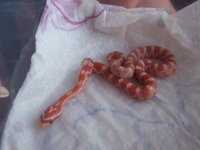 first baby.JPG