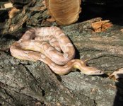 Zilar 10-31-08 b.jpg