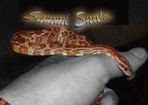 sammi3.jpg