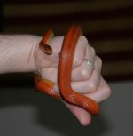 slinkysnake1.jpg