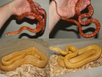 corns 032607-8.jpg