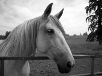 Horses 003c.jpg
