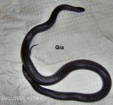 snake 047.jpg