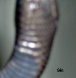 snake 049.jpg