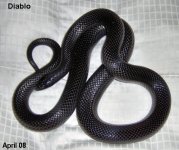 snake 050.jpg