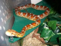 Cherry Hammock 005_800.jpg