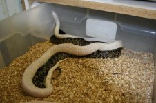 Albino Desert X Pos het 1 a.JPG
