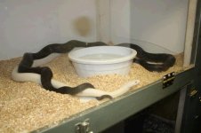 Leucistic Black Rat 69.JPG