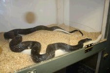 Leucistic Black Rat a.JPG