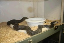 Leucistic Black Rat f.JPG