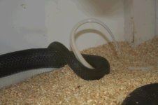 Leucistic Black Rat d.JPG