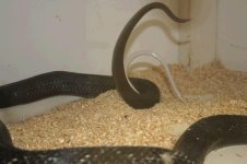 Leucistic Black Rat e.JPG