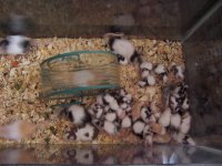 mice_babies.jpg