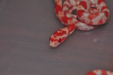 DSC_1332.jpg