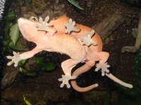cresties1.jpg