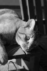 b&w1.jpg