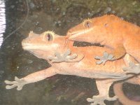 cresties2.jpg