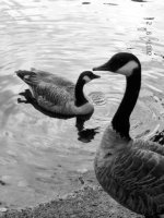 b&w-geese.jpg