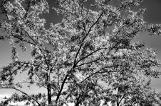 b&w-willow.jpg