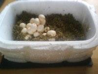 Clutch Incubating.JPG