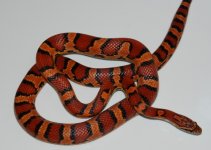 nausicaaon white backround.jpg