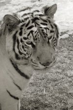 b&w-tiger.jpg