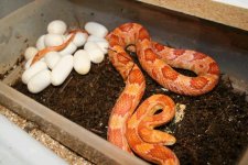amel eggs.JPG
