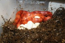 amel blood eggs.JPG