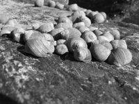 periwinkles.jpg