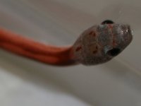 IMG_6123.JPG