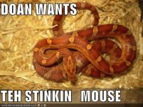 DOANWANTSTEH128446475245781339.jpg