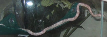 bzhammock4.jpg