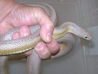 Snake in hand.JPG