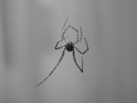 FirstSpider2008.jpg