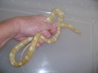 Sugarhand1.JPG