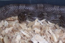 anery bloodred female 1.jpg