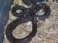 anery bloodred female 2.jpg