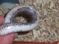 anery bloodred female 3.jpg