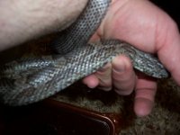 anery bloodred female 4.jpg