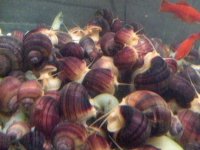 fwsnails1.jpg