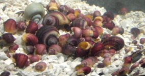 fwsnails1194025202.jpg