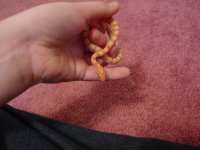 Snake 011.jpg
