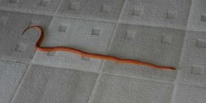 extendable slinky.jpg