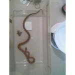 snake 4 4 08.jpg