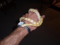 butternut at 1yr.JPG