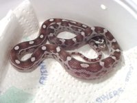 Black Albino Motley, 100% het Hypo, 66% het Amel.JPG
